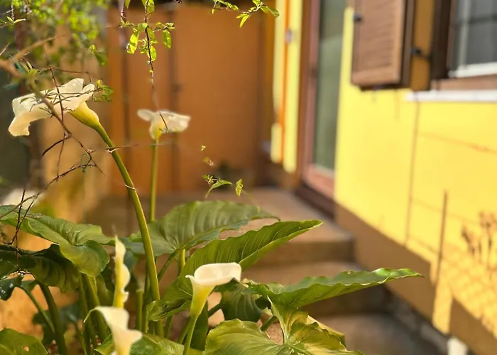 Clementina * Premantura